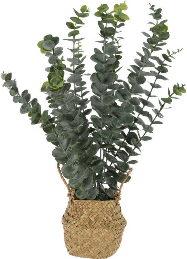 Coppens Plant eucalyptus in mand 13x10