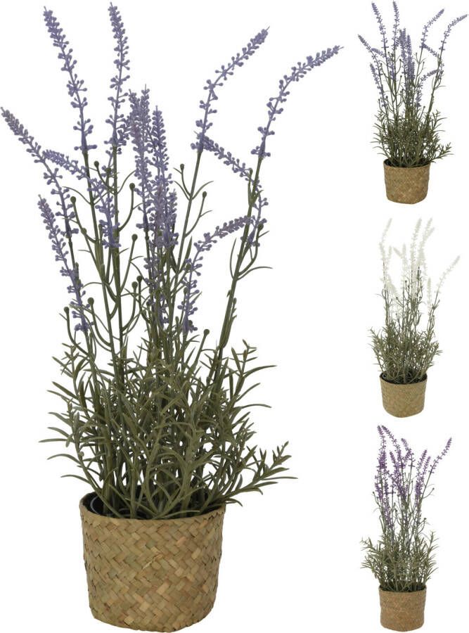 Coppens Plant lavendel in mandje 46x15cm