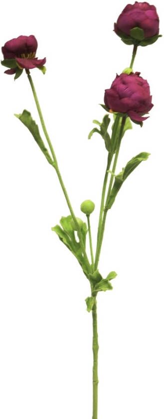 Coppens Ranunculus spray mini aubergine 68cm