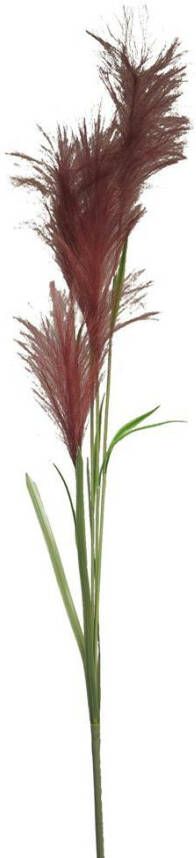 Coppens Reed grass spray red 145cm