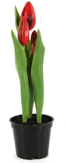 Coppens Tulp in pot Rhona rood