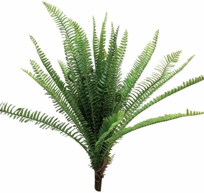 Coppens UV Fern Torres Sunrise 60cm