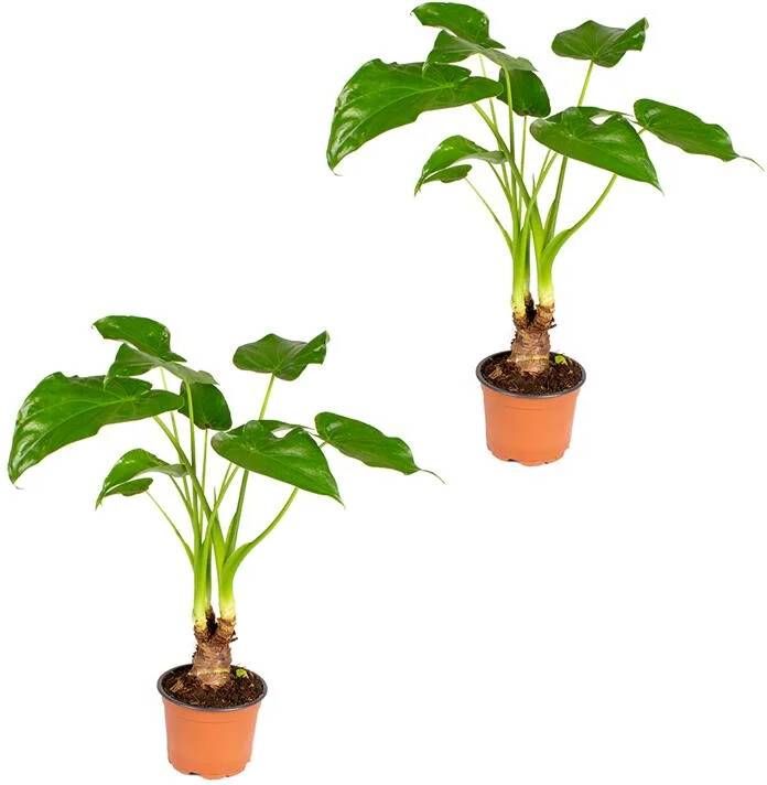 Bloomique Olifantsoor | Alocasia 'Cucullata' op stam per 2 stuks Kamerplant in kwekerspot ⌀12 cm ↕50 cm