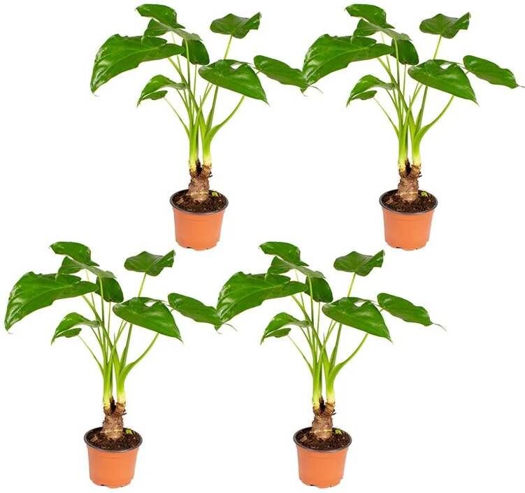 Bloomique Olifantsoor | Alocasia 'Cucullata' op stam per 4 stuks Kamerplant in kwekerspot ⌀12 cm ↕50 cm