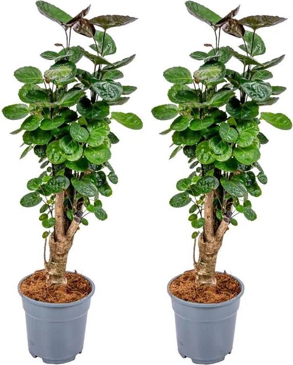 Bloomique Polyscias 'Fabian per 2 stuks | Sterke tropische kamerplant in kwekerspot ⌀12 cm ↕40 cm