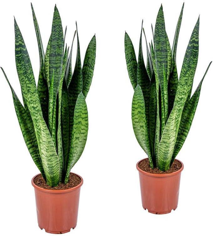 Bloomique Vrouwentong | Sansevieria XL 'Zeylanica' per 2 stuks Kamerplant in kwekerspot ⌀17 cm ↕65 cm