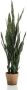 Woonexpress Kunstplant Sanseveria Groen Polyester Groen 97x0x0cm (hxbxd) - Thumbnail 2