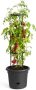 Elho Green Basics Tomaten Pot 33 Bloempot voor Buitenkweken En Oogsten Ø 33.5 x H 26.0 cm Zwart Living Black - Thumbnail 2
