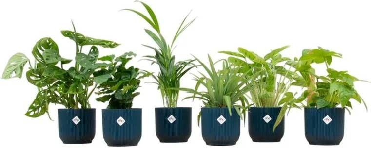 Elho Verrassingsbox 6 planten + Vibes Fold Round blauw Ø14 20-40cm