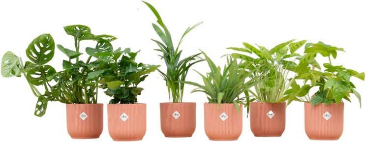 Elho Verrassingsbox 6 planten + Vibes Fold Round roze Ø14 20-40cm