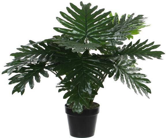 Mica Decorations Philodendron In Plastic Pot Maat In Cm: 60 X 70 Groen