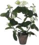 Mica Decorations Stephanotis Bruidsbloem Kunstplant kamerplant Wit In Grijze Sierpot H50 Cm X D40 Cm Kunstplanten - Thumbnail 2