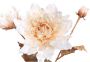 PTMD COLLECTION PTMD Gedroogde Dahlia Kunstbloem 27 x 38 x 79 cm Kunststof Wit - Thumbnail 2