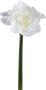 PTMD COLLECTION PTMD Kunstbloem Amaryllis 17x38x75 cm Kunststof Rood - Thumbnail 2