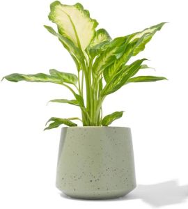 HEMA Aardewerk Bloempot Met Spikkels Ø12.5x12.5 (groen)