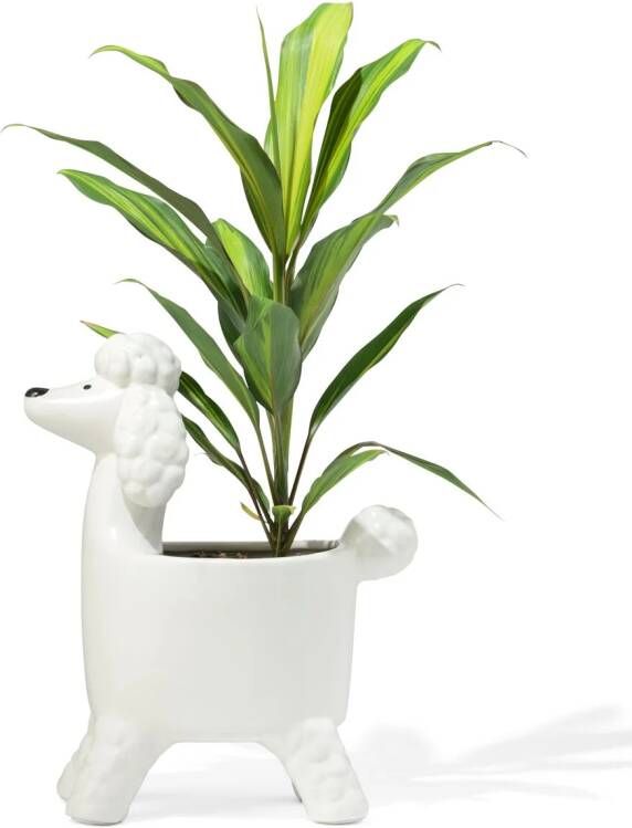 HEMA Plantenpot Poedel 19x15x33cm