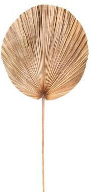 Leen Bakker Droogbloem Palm leaf bruin 110 cm