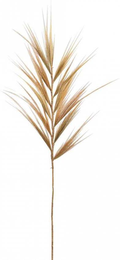 Leen Bakker Droogbloem Pluimgras bruin 118 cm