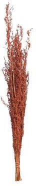 Leen Bakker Droogbloemen Alfonso Gras 100 cm