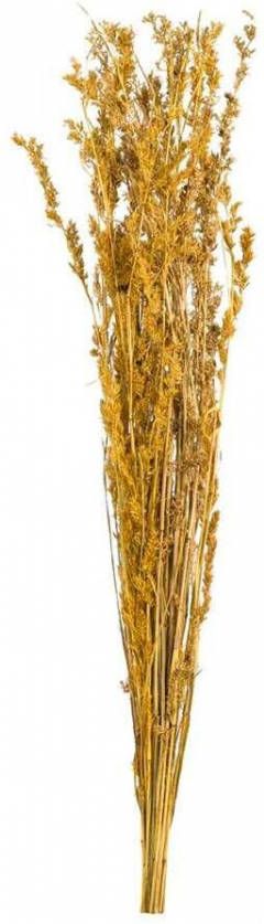Leen Bakker Droogbloemen Alfonso gras oker 100 cm