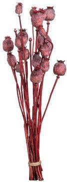 Leen Bakker Droogbloemen Bunch Papaver Holland roze 58 cm