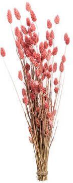 Leen Bakker Droogbloemen Bunch Phalaris Nature roze 76 cm