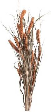 Leen Bakker Droogbloemen Bunch Setaria zalmkleur 66 cm