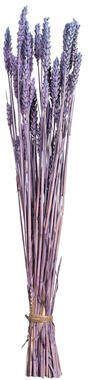 Leen Bakker Droogbloemen Bunch Triticum Nature lila 70 cm