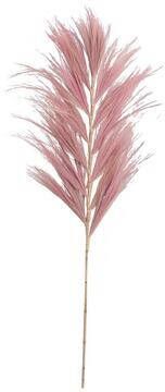 Leen Bakker Droogbloemen Grass plume oudroze 118 cm