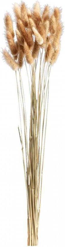 Leen Bakker Droogbloemen Lagurus bruin 45-50 cm