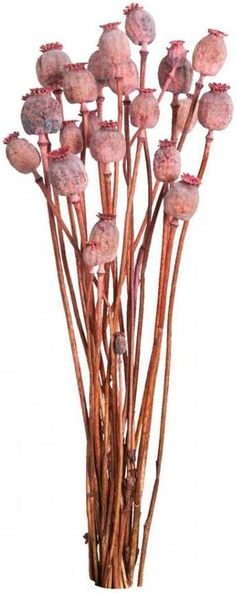 Leen Bakker Droogbloemen Papaver roze 64 cm