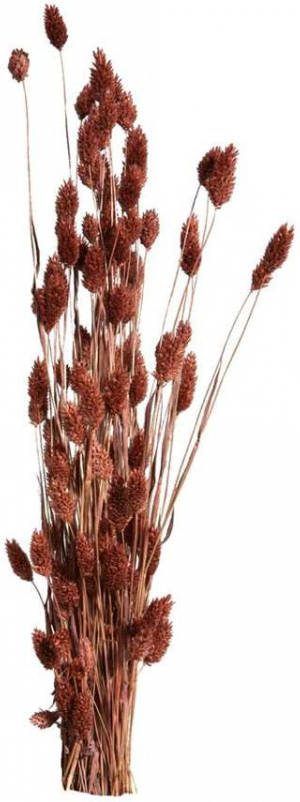 Leen Bakker Droogbloemen Phalaris bruin 76 cm