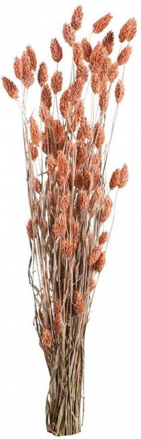 Leen Bakker Droogbloemen Phalaris roze 76 cm