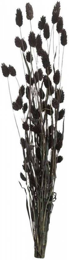Leen Bakker Droogbloemen Phalaris zwart 76 cm