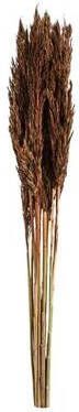 Leen Bakker Droogbloemen pluim bruin 70 cm
