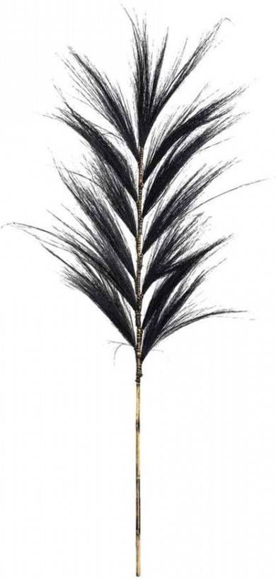 Leen Bakker Droogbloemen Pluim gras zwart 118 cm