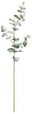 Leen Bakker Eucalyptus tak groen 68 cm
