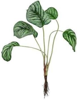 Leen Bakker Kunstplant Calathea groen 46 cm