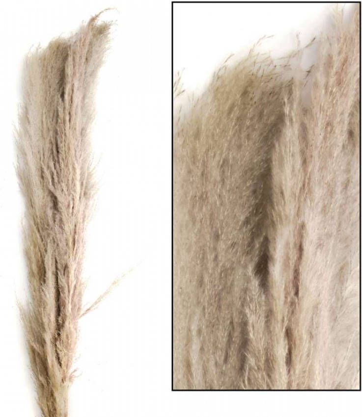 Dijk Naturel Collections Pampas Pluimen | Pampasgras | 3 Stuks | 150 cm