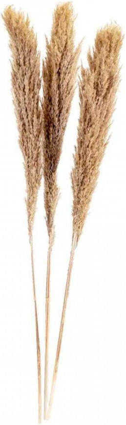 Leen Bakker Pampas pluim Vinz 3 stuks brons 115 cm
