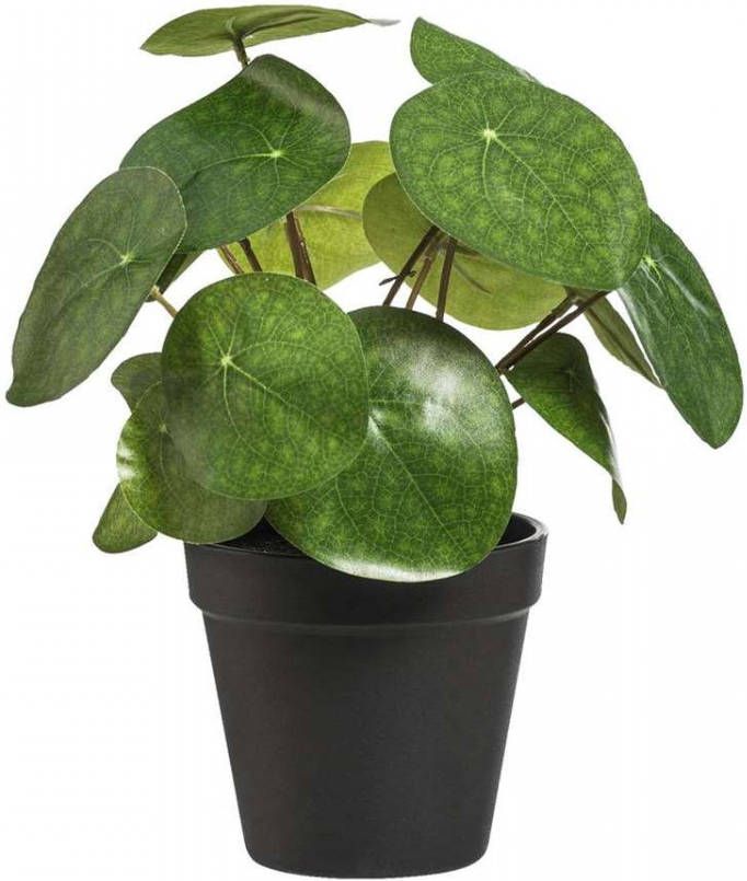 Leen Bakker Pannenkoekenplant in pot zwart 25 cm