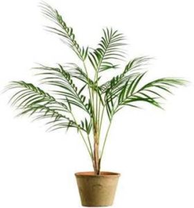 Leen Bakker Plant Chamaedorea groen 85 cm
