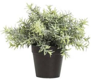 Leen Bakker Rosemary plant in pot groen 22 cm