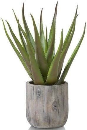 Aloe plant