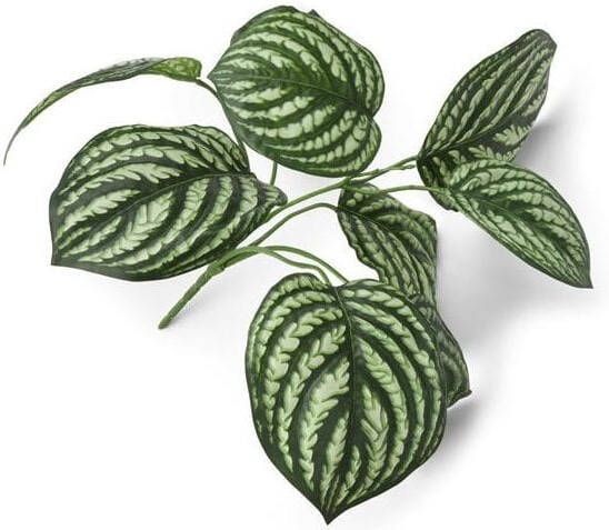 Coco maison Kunstplant Peperomia bush