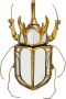 Kare Design Kare Wanddecoratie Atlas Beetle Gold - Thumbnail 2