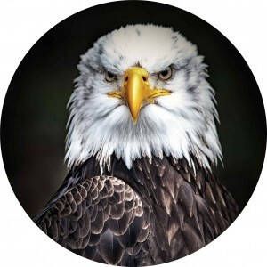 Max Wonen Glasschilderij Bald Eagle | Rond 100cm