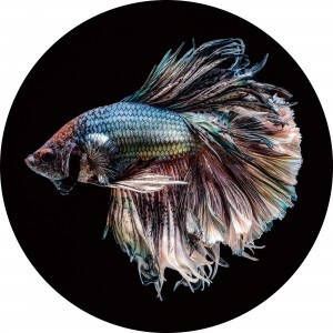 Max Wonen Glasschilderij Betta Fish | Rond 100cm