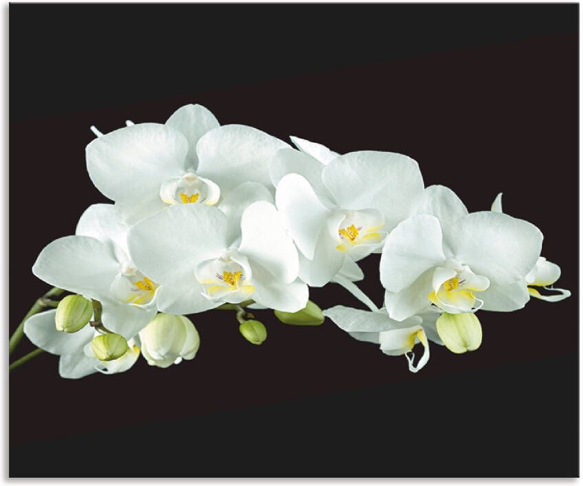 Artland Keukenwand Witte orchidee op een zwarte achtergrond Aluminium spatscherm met plakband gemakkelijke montage