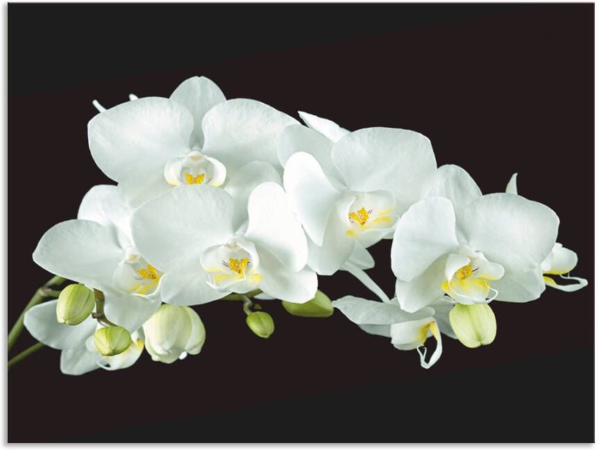 Artland Keukenwand Witte orchidee op een zwarte achtergrond Aluminium spatscherm met plakband gemakkelijke montage